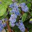 CEANOTHUS arboreus 'Trewithen Blue' 