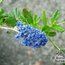 CEANOTHUS 'Italian Skies'  