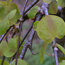 CERCIDIPHYLLUM magnificum  