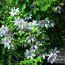 CLEMATIS 'Nelly Moser'  