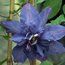 CLEMATIS 'Vyvyan Pennell'  