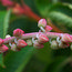 CLETHRA delavayi  