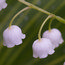 LILY OF THE VALLEY Common white form  