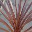 CORDYLINE australis 'Red Sensation' 