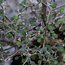 COROKIA cotoneaster  