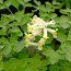 CORYDALIS ochroleuca  