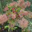 COTINUS coggygria 'Young Lady' 