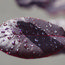 COTINUS coggygria 'Royal Purple' 