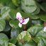 CYCLAMEN coum 'Album' 