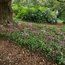 CYCLAMEN hederifolium  