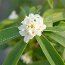 DAPHNE 'Perfume Princess White'  