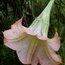 BRUGMANSIA pink  