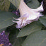 BRUGMANSIA white  
