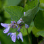 DESMODIUM elegans  