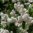 DEUTZIA magnifica  