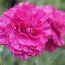 DIANTHUS 'Devon Wizard'  