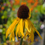 ECHINACEA paradoxa  