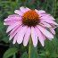 ECHINACEA purpurea  