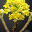 EDGEWORTHIA chrysantha  