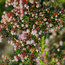 HEATHERS Erica canaliculata  