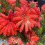 HEATHERS Erica cerinthoides  