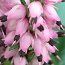 HEATHERS Erica x darleyensis 'Ghost Hills' 