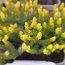 HEATHERS Erica x stuartii 'Irish Orange'  