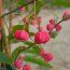 EUONYMUS hamiltonianus 'Rising Sun' 