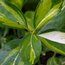 EUONYMUS japonicus 'Duc D'Anjou' 