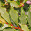 EURYA japonica 'Moutiers' 
