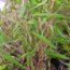 BAMBOO Fargesia papyrifera 'Grex'