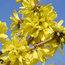 FORSYTHIA mandshurica  