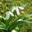 GALANTHUS woronowii  