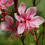 GAURA lindheimeri 'Passionate Blush' 