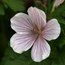GERANIUM clarkei 'Kashmir White 