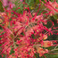 GREVILLEA 'Robyn Gordon'  