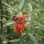 GREVILLEA victoriae  