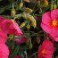 HELIANTHEMUM 'Ben Hope'  