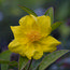 HIBBERTIA scandens  