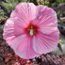 HIBISCUS moscheutos 'Starry Starry Night' 