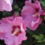HIBISCUS syriacus 'Hamabo' 
