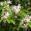 HOHERIA angustifolia  