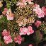 HYDRANGEA serrata 'Mont Aso' 