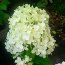 HYDRANGEA paniculata 'Little Lime Punch' 