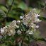 HYDRANGEA paniculata 'White Lace' 