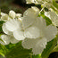 HYDRANGEA paniculata 'White Lady' 
