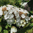 HYDRANGEA quercifolia 'Snow Queen' 