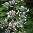 HYDRANGEA serrata 'Grayswood' 