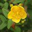 HYPERICUM forrestii  