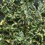 ILEX aquifolium 'Ferox-Argentea' 